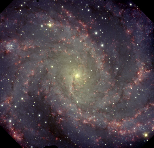 lookatthesefuckinstars:NGC 6946: The Fireworks Galaxy