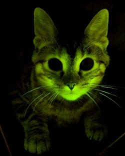 INTERESTING:  Glow-in-the-Dark Cats may help cure AIDS.Genetic engineering is one of those things that gets a bad rap despite being a rather natural occurrence in bacteria and even certain higher organisms. Also it gives us cats that glow in the dark,
