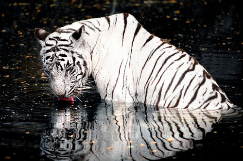 salveo:  White Tiger Drinking (by tfjunction)