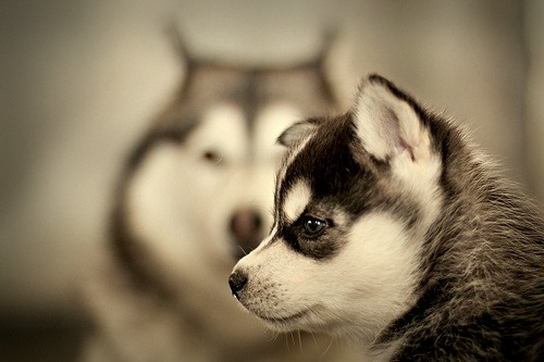 baby husky puppies tumblr