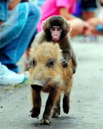 BABY MONKEY (do do) BABY MONKEY (do do) RIDING ON A PIG, BABY MONKEY