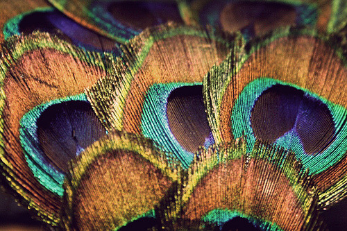 peacock feathers (by pearled)