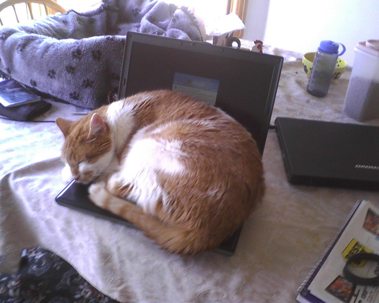 getoutoftherecat:  get off of there cat. i know that you like to sleep in warm places