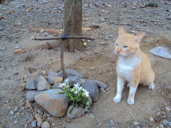 drugcat:  deformutilation:  Cat Burial Gremlin