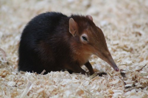 Here is a story about a jealous Elephant Shrew