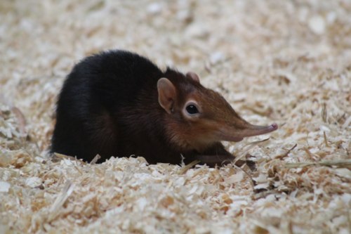 Here is a story about a jealous Elephant Shrew