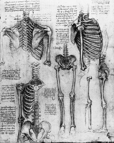 suicideblonde:  Orthogonal views of the skeleton (c 1510-11) by Leonardo da Vinci    We’re finally talking about Leonardo in my Art History class! :D SO GLAD. 
