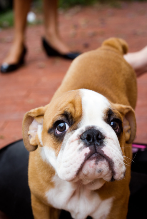 English Bulldog Love