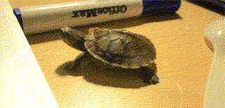 wildefire:  This is what my baby turtle Charlie does when I’m on my laptop. Awhhh.