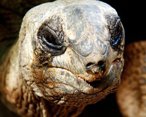 There are tortoises alive today that were 25 to 50 years old when Charles Darwin was born. There are cold-water sponges that were filter-feeding during the days of the Roman Empire. In fact, there are a number of creatures with life spans that make...