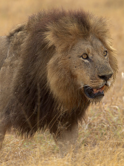 llbwwb:  King of Beasts,Magnificient Male
