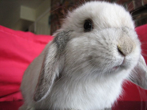 heyyyy cutie.