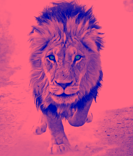 lifewithalternity:  Leo 