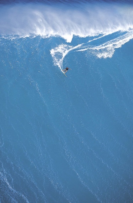 caribbeanhooli:jaws.