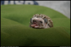 ratherdielaughing:  The rudest hedgehog I