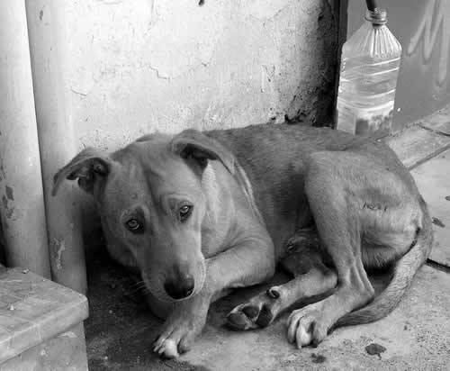  É muito fácil chorar e se lamentar quando a vida está tranquila, quando temos o que comer, o que beber, quando temos saúde, quando temos amigos, quando temos nosso lar, quando temos a nossa família, que as vezes não é perfeita, mais é nossa.