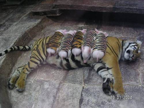 roflmarycx:   In a zoo in California, a mother tiger gave birth to a rare set of triplet tiger cubs. Unfortunately, due to complications in thepregnancy, the cubs were born prematurely and due to their tiny size,they died shortly after birth.The mother