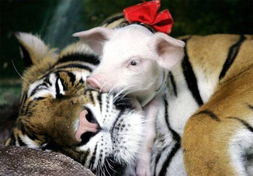 roflmarycx:   In a zoo in California, a mother tiger gave birth to a rare set of triplet tiger cubs. Unfortunately, due to complications in thepregnancy, the cubs were born prematurely and due to their tiny size,they died shortly after birth.The mother