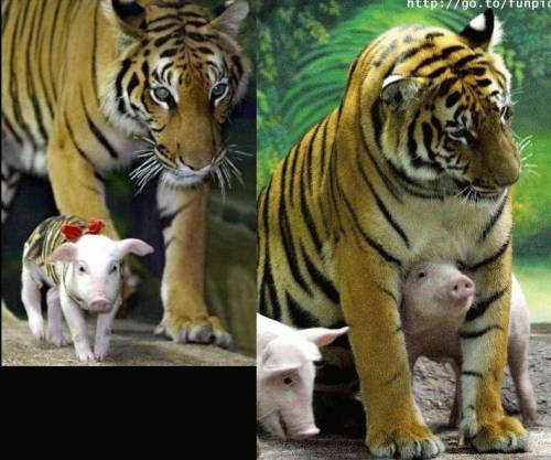 roflmarycx:   In a zoo in California, a mother tiger gave birth to a rare set of triplet tiger cubs. Unfortunately, due to complications in thepregnancy, the cubs were born prematurely and due to their tiny size,they died shortly after birth.The mother