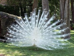 ohhcory:  albino peacock 