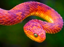 gabrielscandybar:  littleredbuttbot:  noctiscorvus:  sequinssequence:  politemachinegun:  typette:   The beautiful, extremely poisonous African Bush Viper.  First I thought it was Photoshopped, and then I Googled it. Holy shit they are gorgeous.     