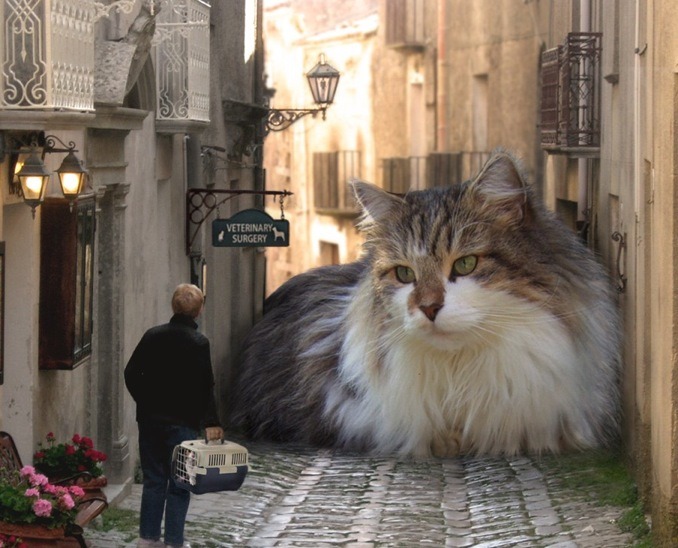 rocketfists:  rojerk:  sup  A wild CAT appears! 