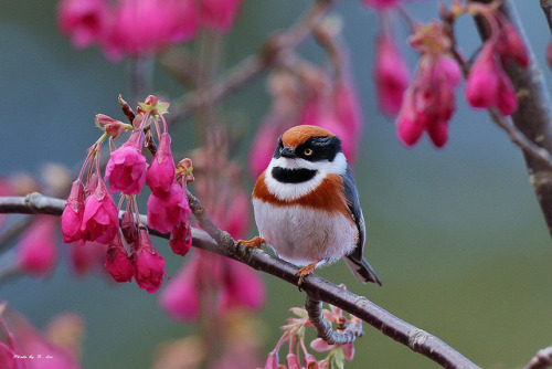 darkinternalthoughts:fat-birds:紅頭山雀 Red-headed Tit by Hiyashi Haka on Flickr.How can this bird be so