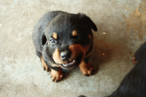yelyahwilliams:  ahomeboyslife:  dang this puppy is making a face i make when i am