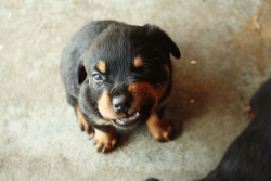 yelyahwilliams:  ahomeboyslife:  dang this puppy is making a face i make when i am trying to look like a baby wolf. i want to meet this dog. (source: @gabrielacolt)   *dead* 