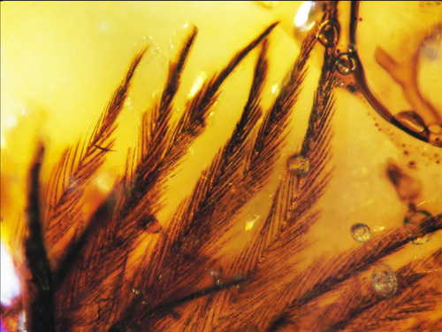 electricorchid:
“ Actual dinosaur feathers preserved in amber from 85 to 70 million years ago! Read more on this incredible discovery at WiredScience, Nature News or read the official paper published this week in Science by Canadian paleontologist...