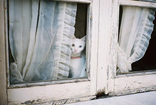 oristano, gatto by jukka_re on Flickr.