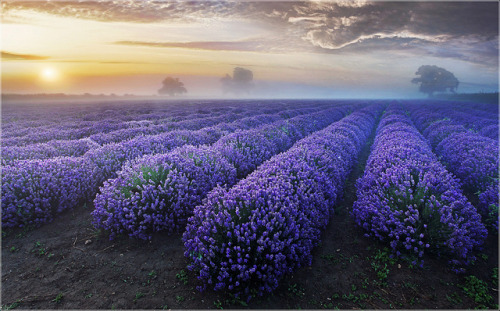 motion-of-the-stars:Lavender Dawn by Sandra OTR on Flickr.