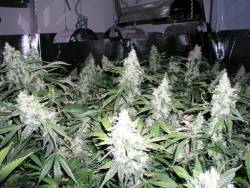 daddonga:  White Widow 