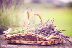 sav3mys0ul:  Lavender -  Day 233/365 (by Rosanna Bell) 