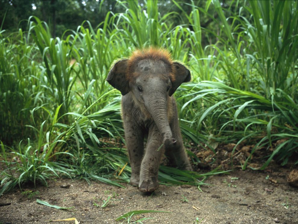 sea-sh3lls:  Look at da wittle baby elephant &lt;3 &lt;3  oh my god it’s