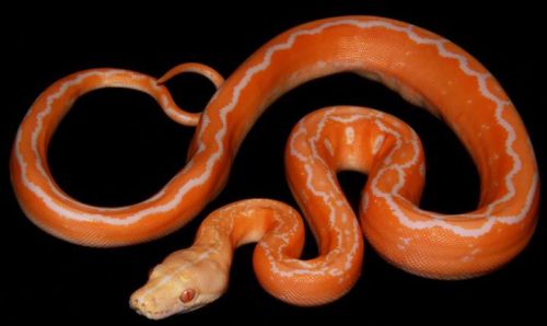 reptilesandexotics: Albino Sunfire Motley Reticulated Python. hnnnnghhhhhh