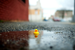 noeeeee:  rubber ducky, you’re the one..