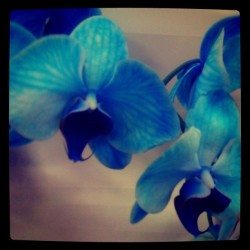 Some beautiful blue orchids (Taken with instagram)