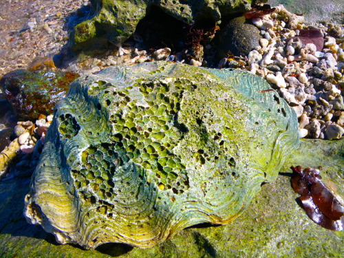 marcusgoodgaine:Fossilized giant clam shell.