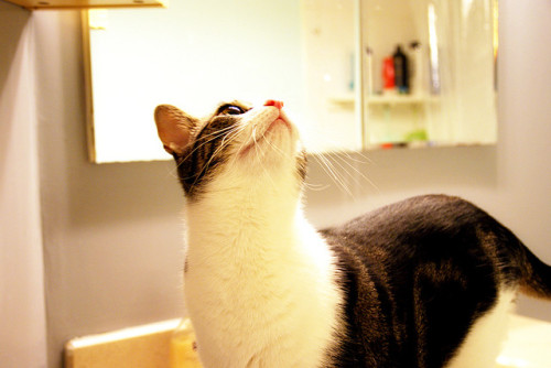curiousist cat everrr by theskywatcher on Flickr.