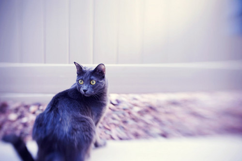 my kitty by {bright fizz} on Flickr.