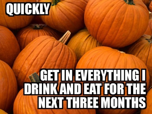 featherbrainednotions:everything needs to be pumpkin flavored.