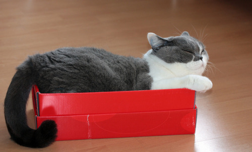 cybergata: Happy glücklich im Karton by Karamellzucker on Flickr. Happy Cat is Happy In His Box