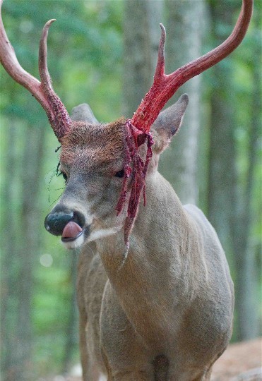  When a deer’s antlers have reached  their maximum size, blood vessels at the base close down causing the skin to dry and peel off. The animal  assists this process by rubbing against trees. As the velvet peels away, they eat the newly  removed skin.