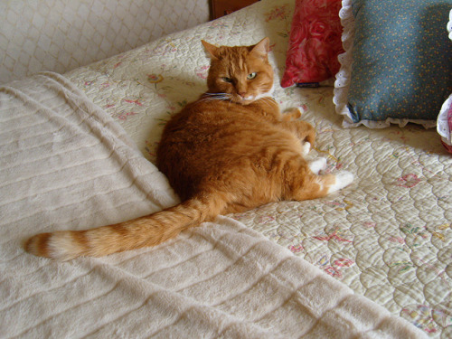 New bedspread and throw, and cushions from the charity shop by Buttercup rocks on Flickr.