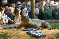 grumpyguns:  swaggaraptor:  maliciousgnome:  Krakatoa the komodo dragon celebrates his birthday with a party hat and a meat cake topped with dead mice.  it’s my birthday and I’ll eat mice if I want to  oh my god look at the precious birthday boy 