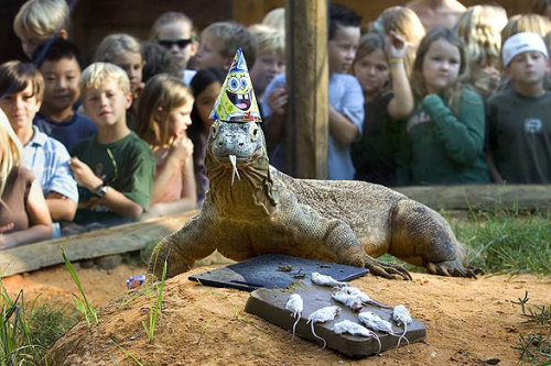 grumpyguns:  swaggaraptor:  maliciousgnome:  Krakatoa the komodo dragon celebrates his birthday with a party hat and a meat cake topped with dead mice.  it’s my birthday and I’ll eat mice if I want to  oh my god look at the precious birthday boy 