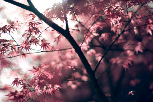 unduendesellevamiscosas:  Reblogged by tumblr.viewer 