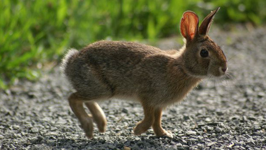 Native New England cottontail rabbits disappearing
The rabbit has been in sharp decline for decades and is on the verge of disappearing from several states, but the reason is still a mystery.