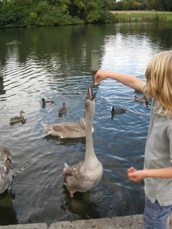 ohlookbirdies:  “Can I have some of your food to give to the sweans please?”  Clearly giving the kid some food was good karma, because it allowed me to take this nifty picture.  Also he got bitten in the hand, but that ain’t my problem. :D  They